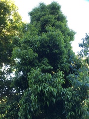 Syzygium floribundum