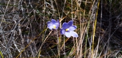 Thelymitra pulchella