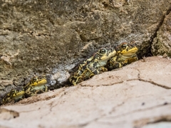 Rhinella atacamensis
