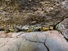 Rhinella atacamensis