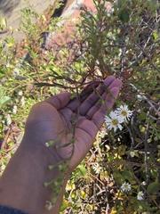 Symphyotrichum