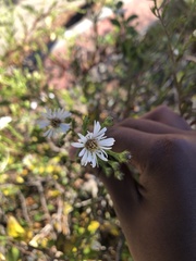 Symphyotrichum