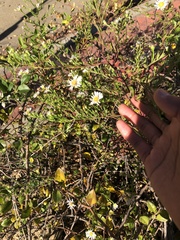 Symphyotrichum