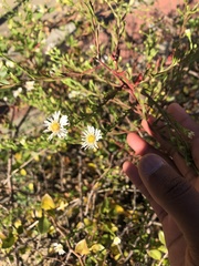 Symphyotrichum