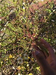 Symphyotrichum