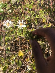 Symphyotrichum
