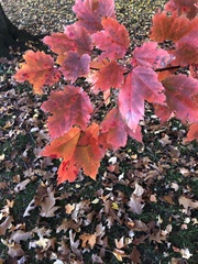 Acer rubrum