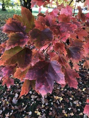 Acer rubrum