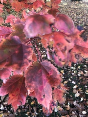 Acer rubrum