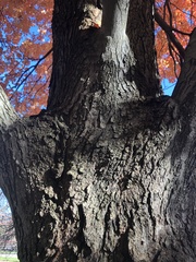Acer rubrum