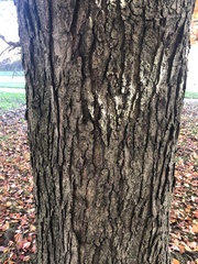 Acer rubrum