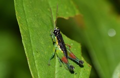 Liebermannacris dorsualis