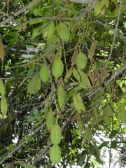 Angiospermae