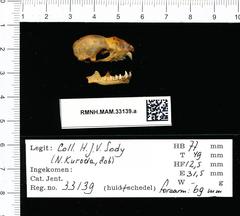 Lesser Leaf-Nosed Bat photo 3