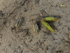 Angiospermae