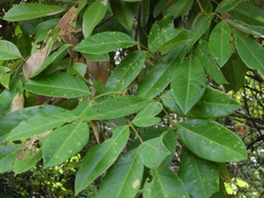 Angiospermae