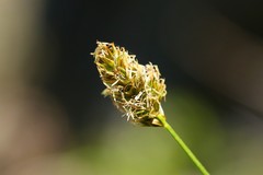 Carex pachystachya