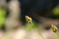 Carex pachystachya
