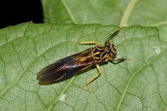 Lissoscarta
