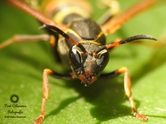 Polistes pacificus