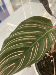 Goeppertia sanderiana