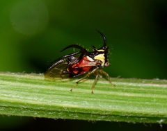 Cyphonia trifida