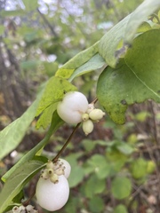 Symphoricarpos albus
