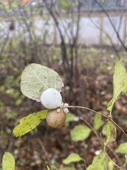 Symphoricarpos albus