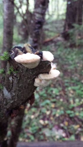 Antrodiella serpula image