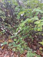 Symphoricarpos albus
