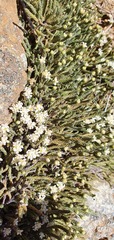 Kelleria tessellata