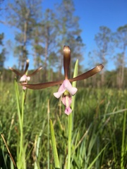 Cleistesiopsis