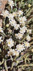 Kelleria tessellata