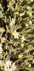 Kelleria tessellata
