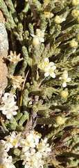 Kelleria tessellata