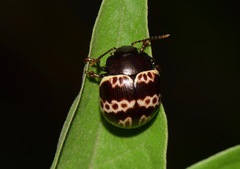 Platyphora fulvicornis