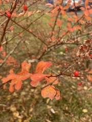 Berberis thunbergii
