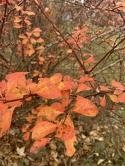 Berberis thunbergii