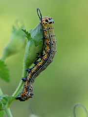 Pyrrhia