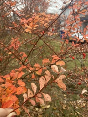 Berberis thunbergii