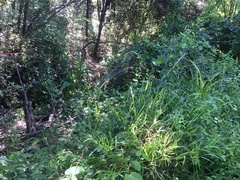 Ehrharta erecta erecta