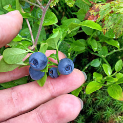 Vaccinium myrtillus