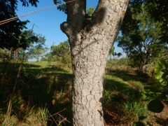 Canarium australianum