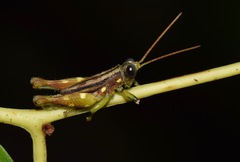 Syntomacris guttulosa