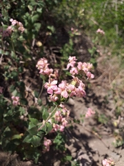 Viviania marifolia