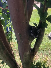 Eriococcus lagerstroemiae