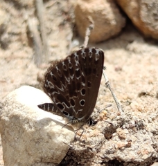 Lepidochrysops puncticilia