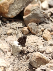 Lepidochrysops puncticilia