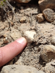 Lepidochrysops puncticilia