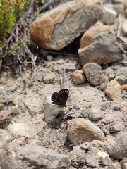 Lepidochrysops puncticilia